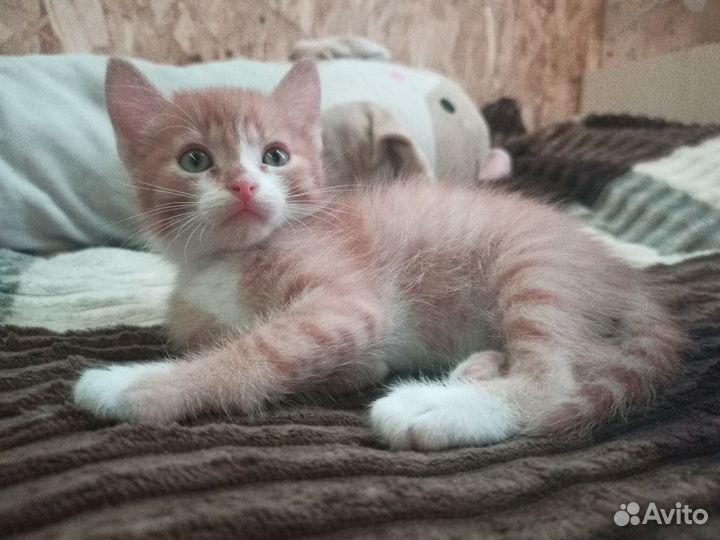 Рыжий котик