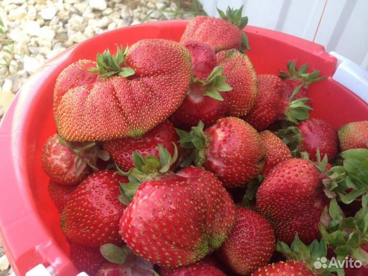 Рассада клубники Азия