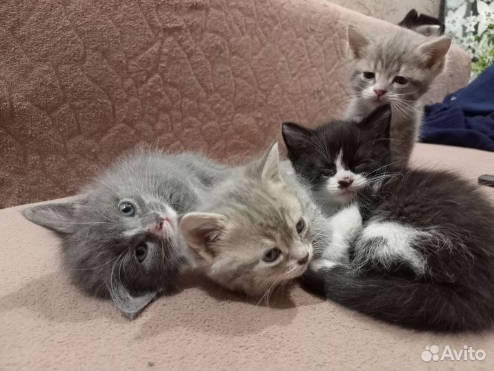 Котята в добрые руки
