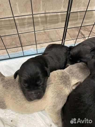 Щенки лабрадора