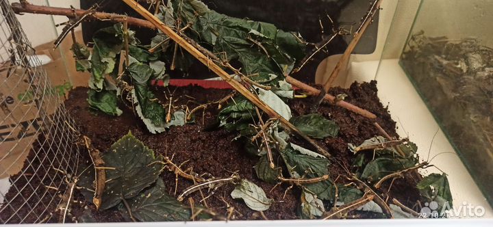 Палочник неожиданный