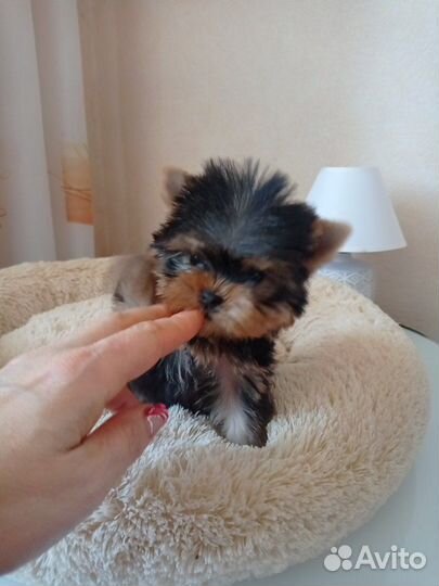 Йоркширский терьер(мини)