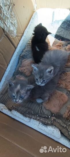 Котята мейн-кун