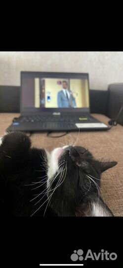 Кошка бесплатно
