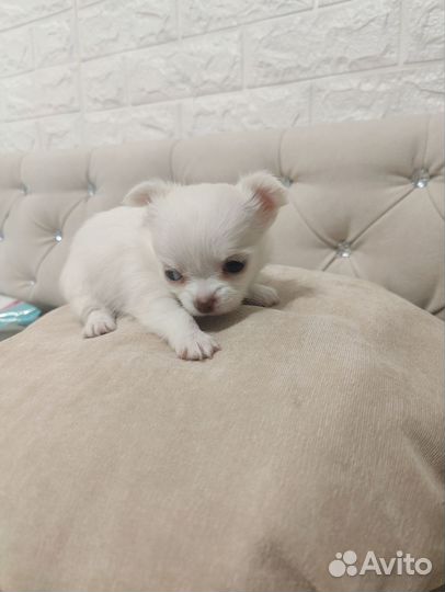 Чихуахуа девочки