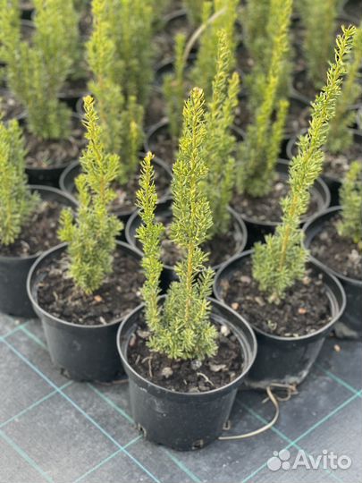 Тис средний Хилли (Hillii) колоновидный