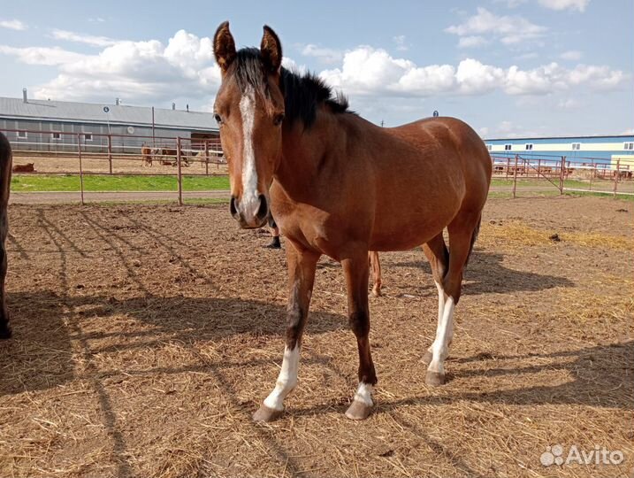 Продаются чистокровные Английские и чисто Арабы