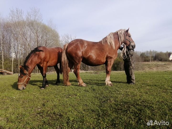 Продам Совецкую кобылу