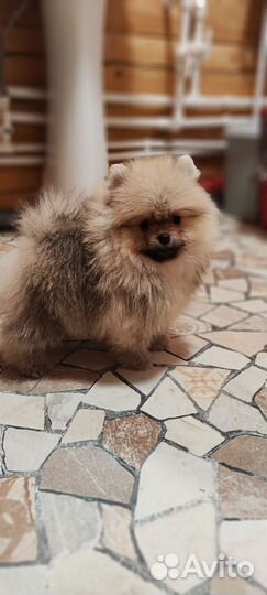 Щенки шпица