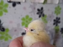 Цыплята 2 недели