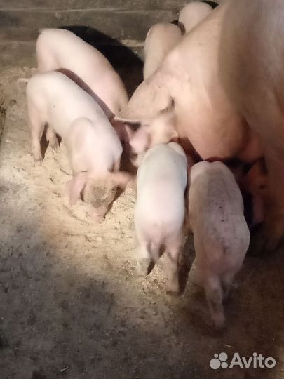 Поросята