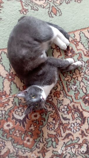 Кошка в дар бесплатно