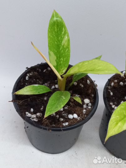 Филодендрон ринг оф файер