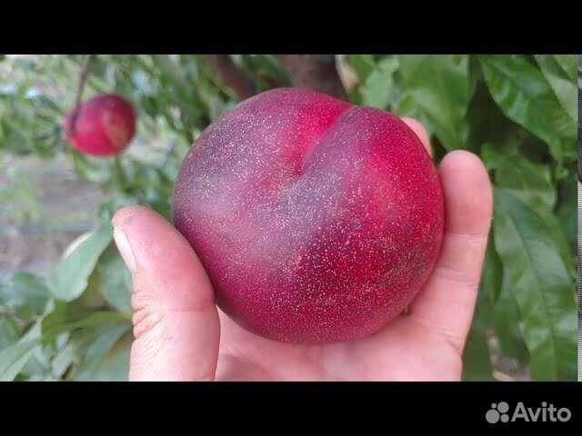 Нектарин саженцы