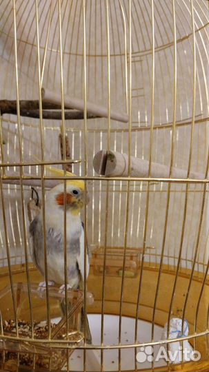 Попугай корелла с клеткой