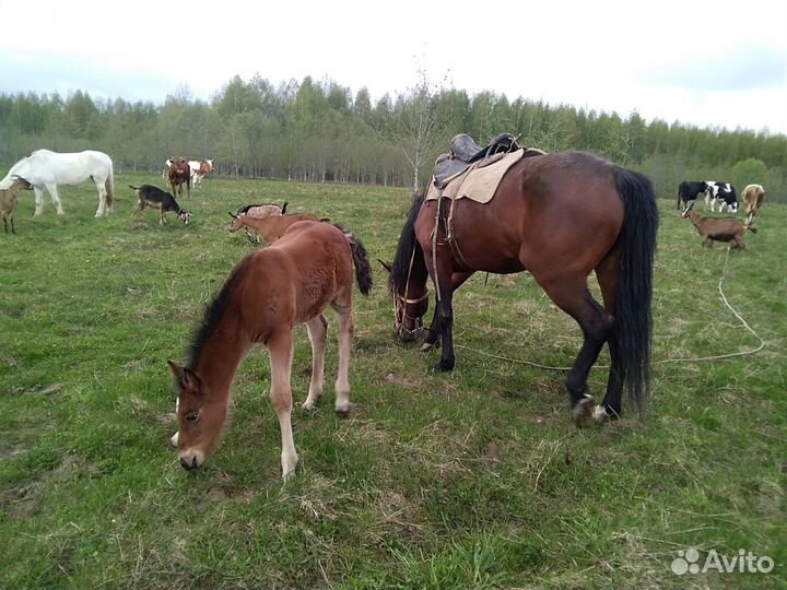 Продам лошадей