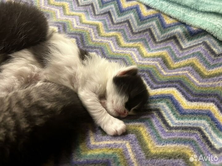 Котята