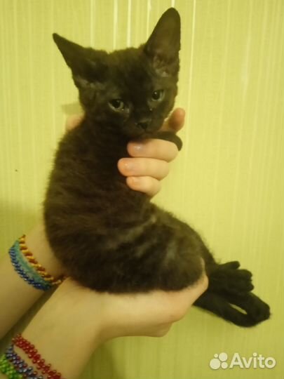 Кудрявый котёнок