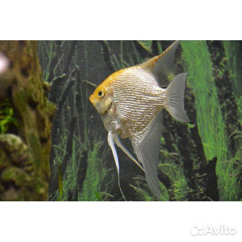 Рыбки более 300 видов в наличии