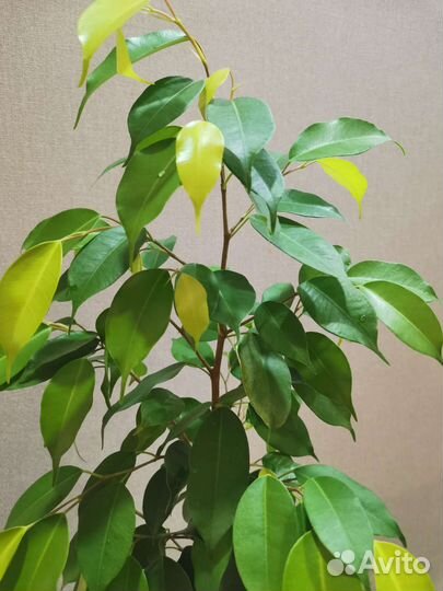 Фикус бенджамина