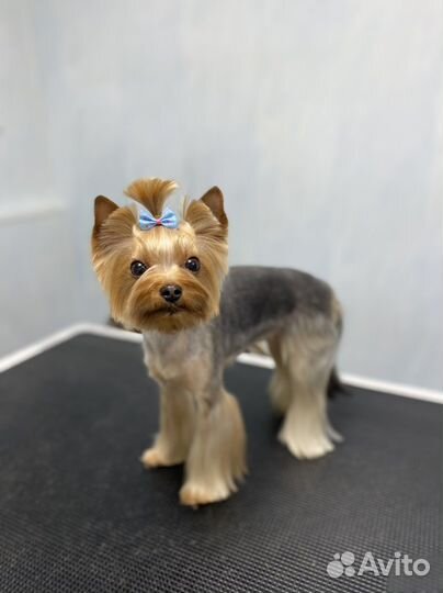 Грумер (стрижка собак)