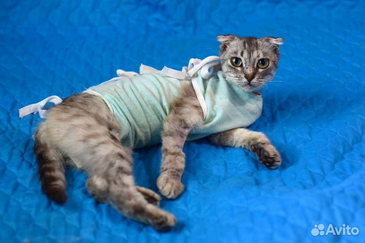 Кошки в добрые руки