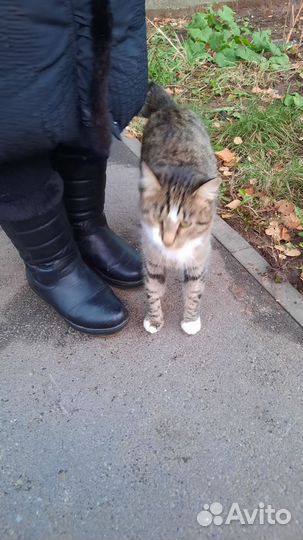 Васятка ласковый котик