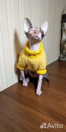 Вязаная одежда для кошек