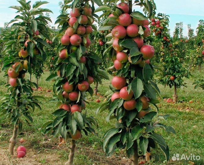 Саженцы яблони