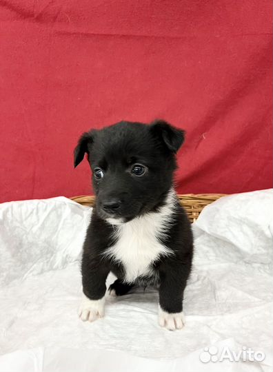 Щенок мальчик