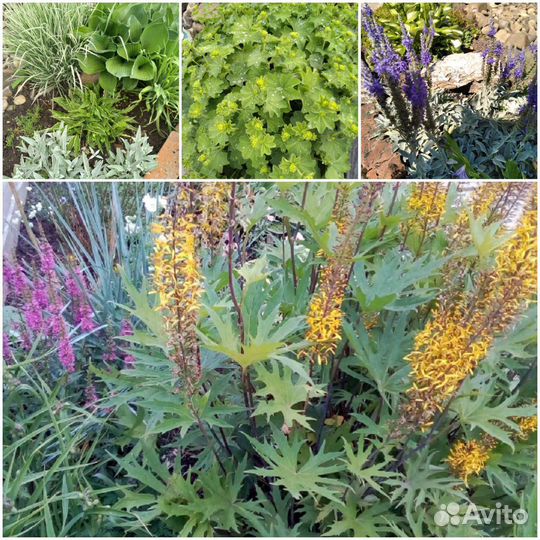 Растения, многолетники