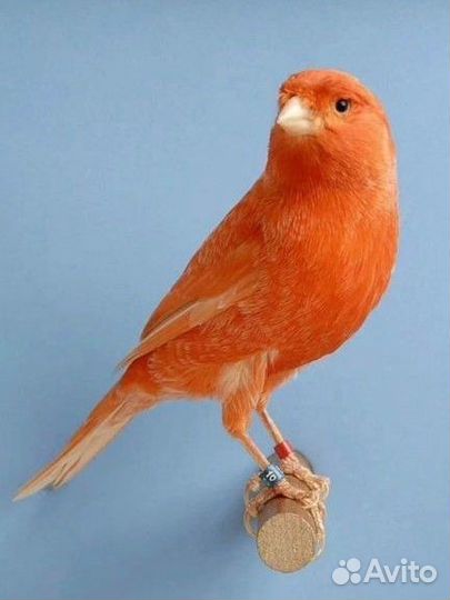 Кенор поющий