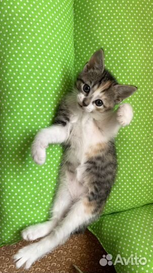 Малышки-разбойницы и их мамочка (котята)