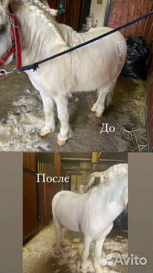 Стрижка лошадей