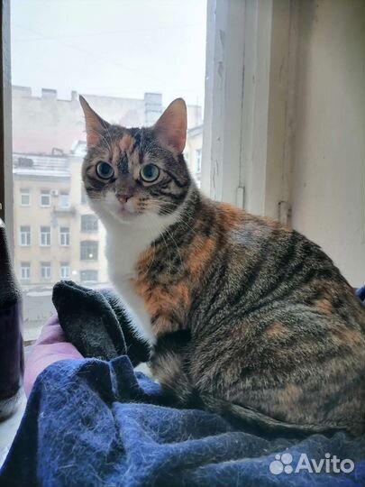 Кошка в дар бесплатно