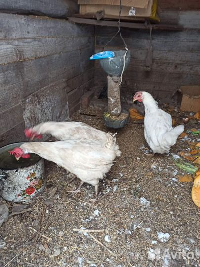Курочки несушки
