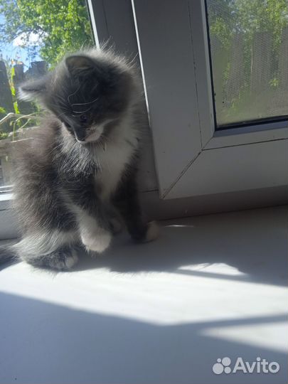 Котята