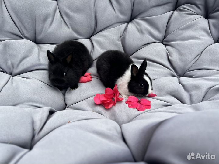 Декоративные кролики Минор