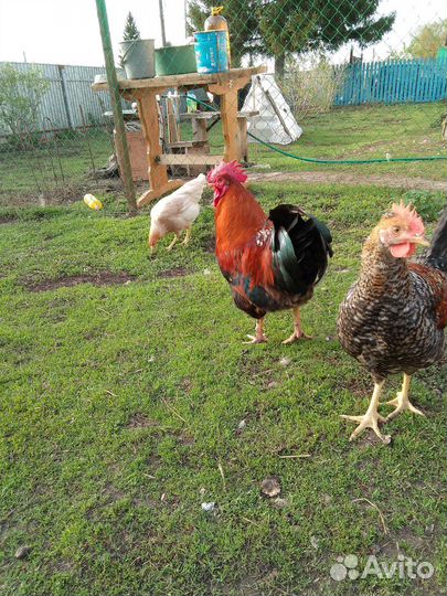 Молодые петухи
