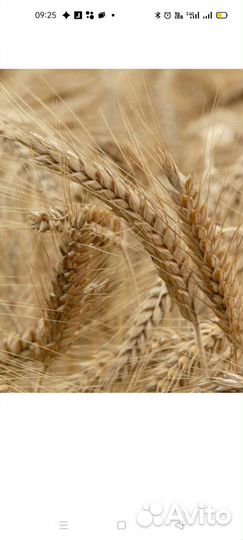 Рожь зерно