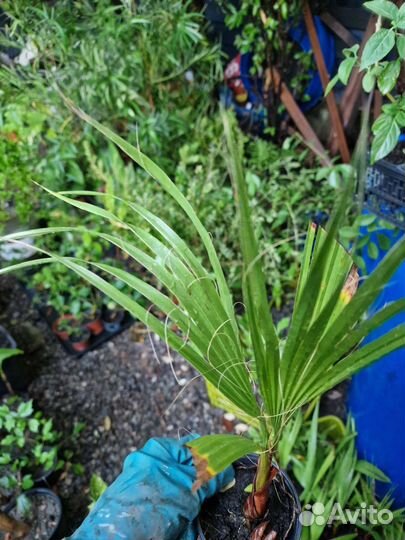 Пальмы бутия,хамеропс,сабаль,финик,вашингтония др