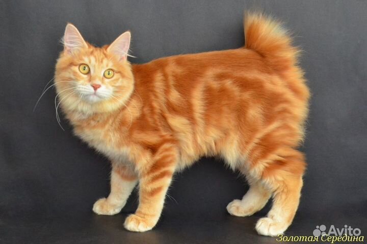 Курильский бобтейл