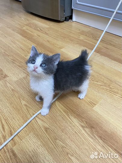 Котята бесплатно