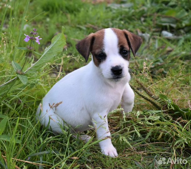 Джек рассел терьер