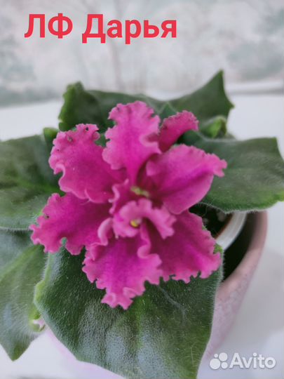 Детки сортовых фиалок