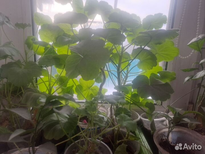 Укоренённая герани разные сортов и цвета