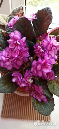 Сортовая фиалка(домашняя)