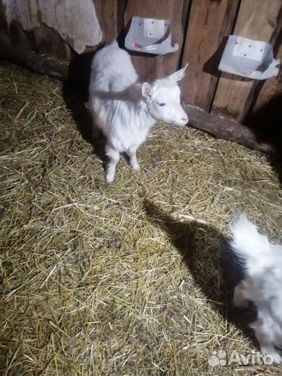 Зааненские козочки, 18.02.2023