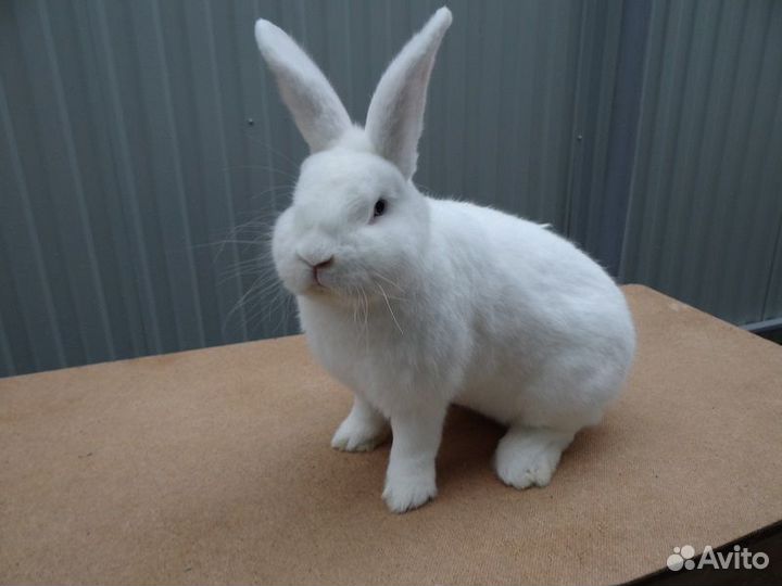 Белый декоративный кролик