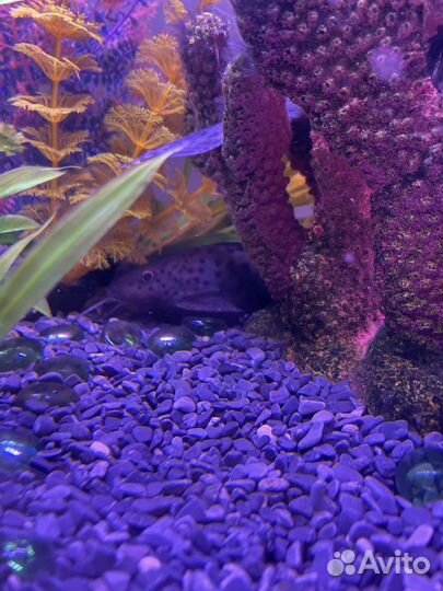 Аквариум с рыбками